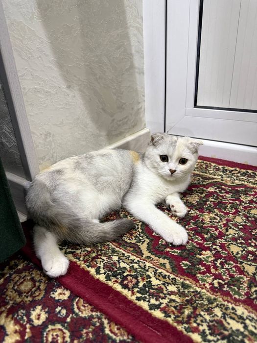 Продаётся скотиш фолд
