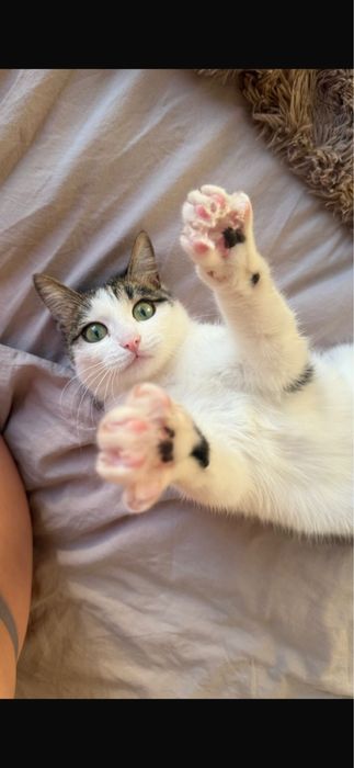 Отдам ласкового кота