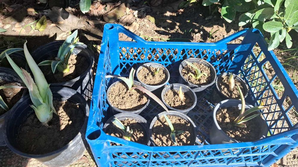 Продавам агаве столетник