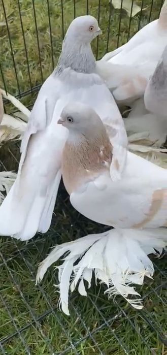Продам голубей Тасманы Сирень