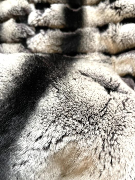 Blana Rex Chinchilla