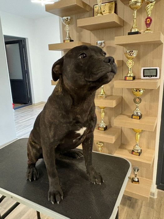 Staffordshire Bull Terrier Femelă