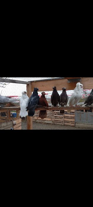 Porumbei jucători de botosani