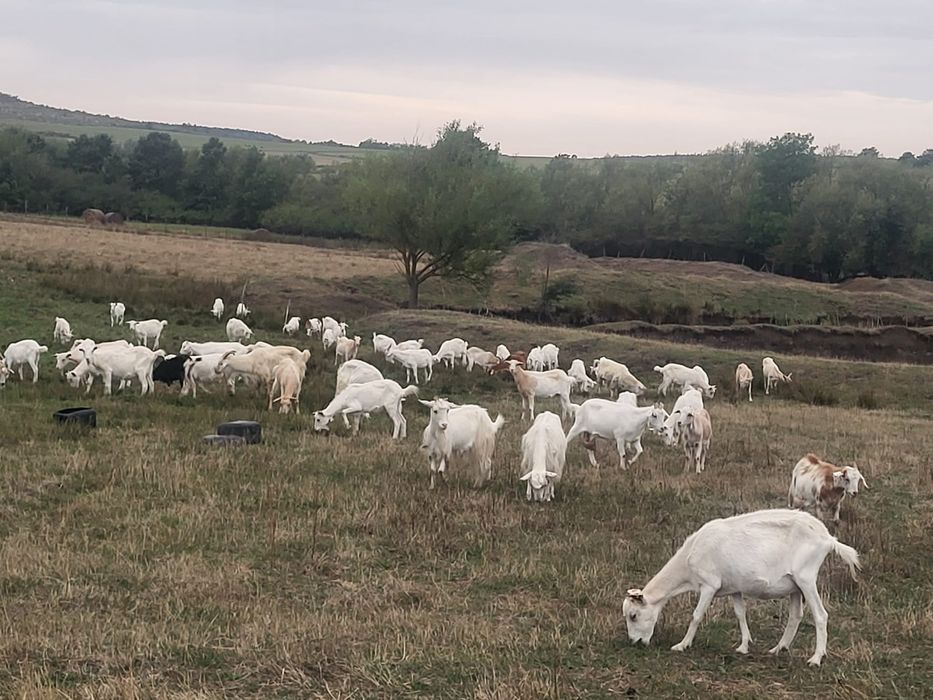 Vând capre alba de banat și iedute