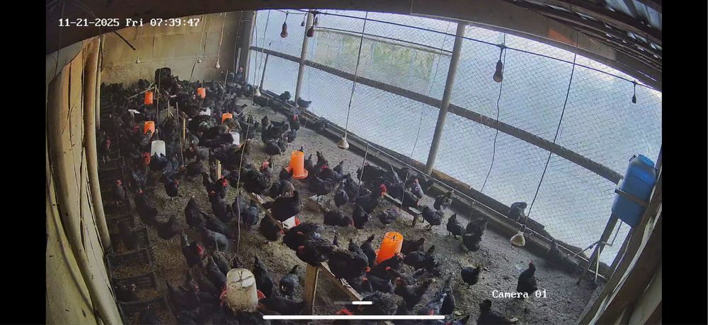 Qora shaxzoda tuxumlari