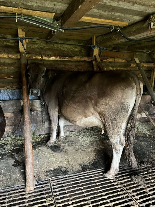 Vind vaca bruna blînă