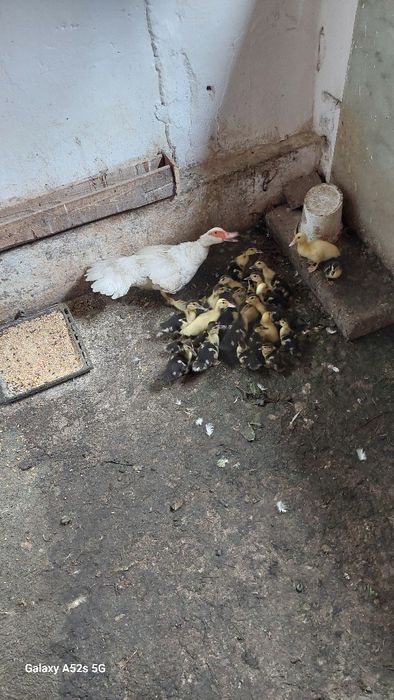 Rațe cu bobocei  2 săptămâni