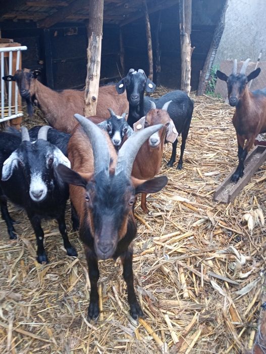 Vând 7 capre  și un țap