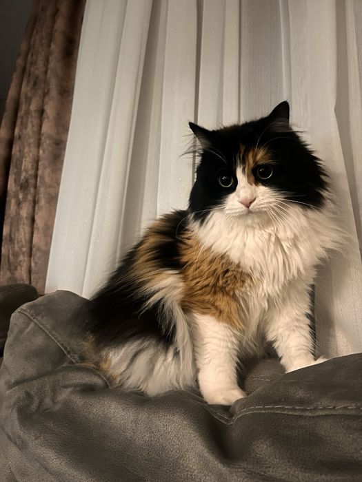 Персийска  женска котка
