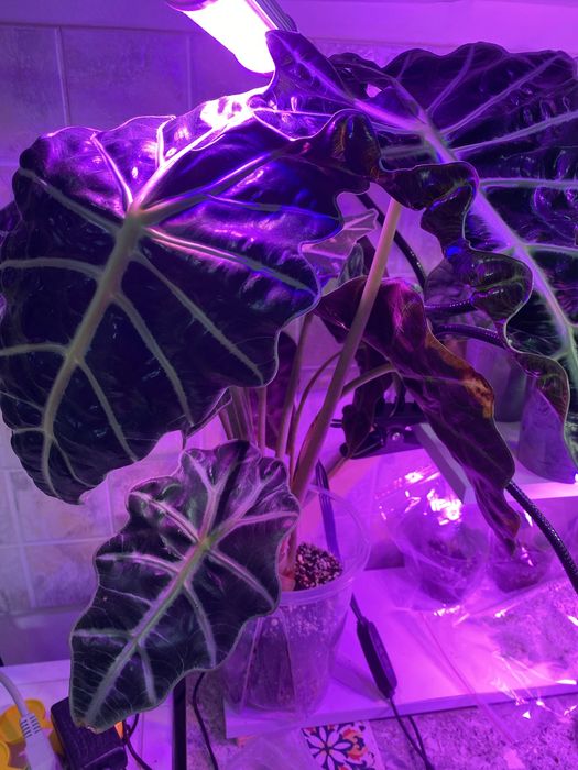 Продам цветы алоказии