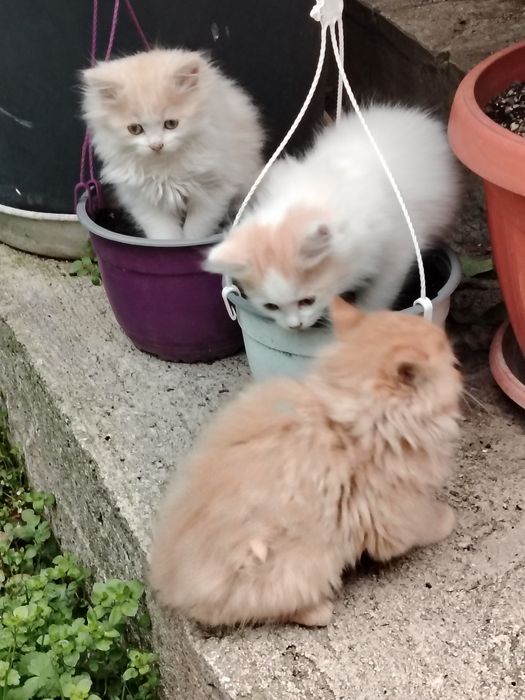 Очарователни персийски котенца