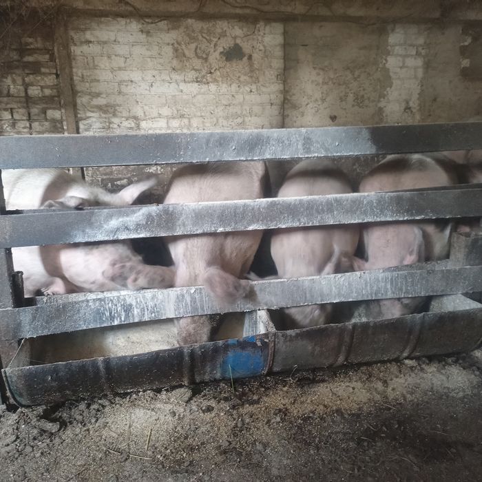 Свини и кабаны, на мясо.