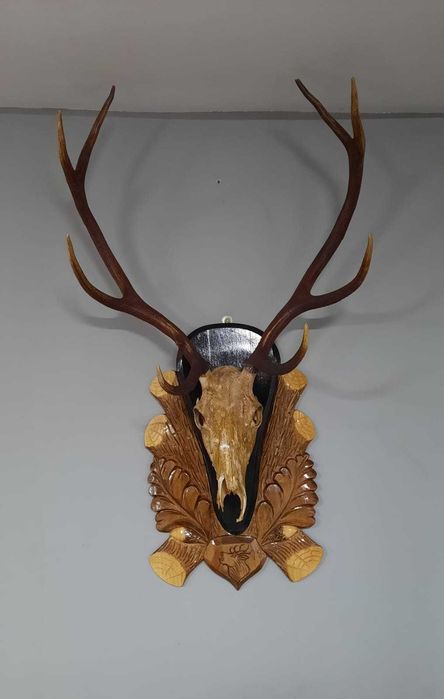 Trofeu cerb carpatin