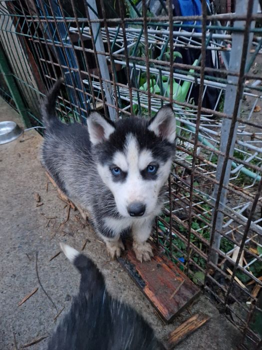 Pui husky siberian