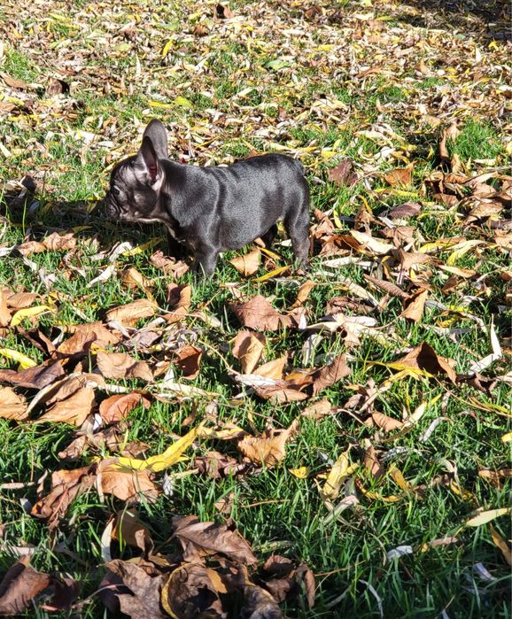 Bulldog francez Mascul