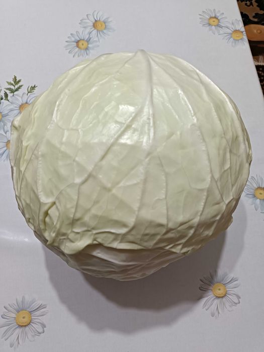 Продам капусту ,,Мегатон,,