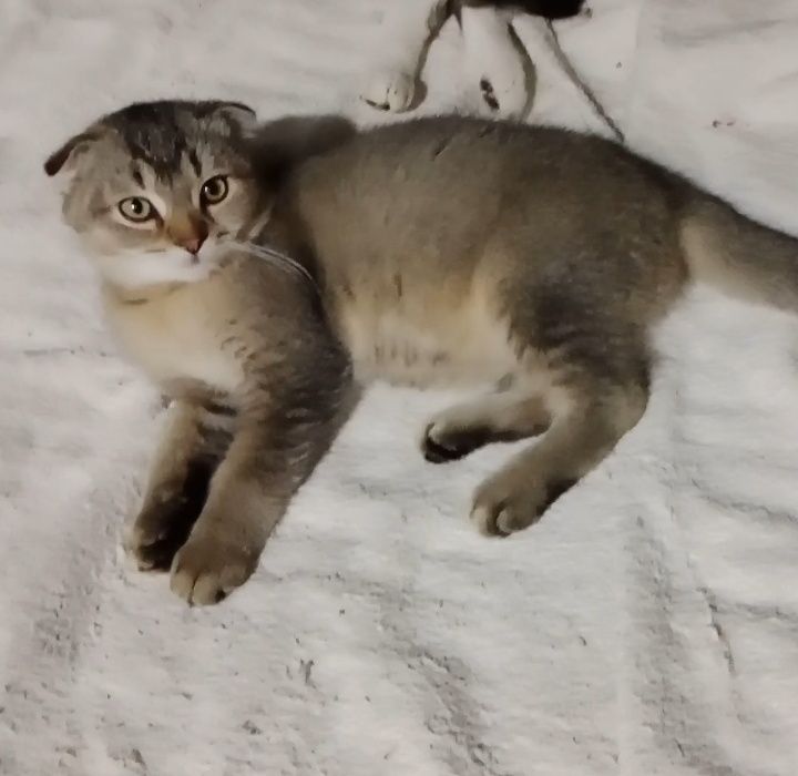 Вислоухие котята