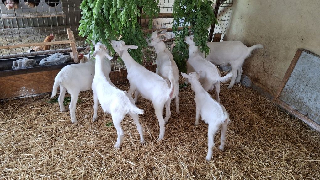 Disponibile iedute și tapisori saanen in Buzau