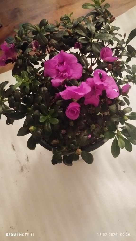 Офис ва хонадонлар учун гуллар. Батафсил https://t.me/nurgardenflowers