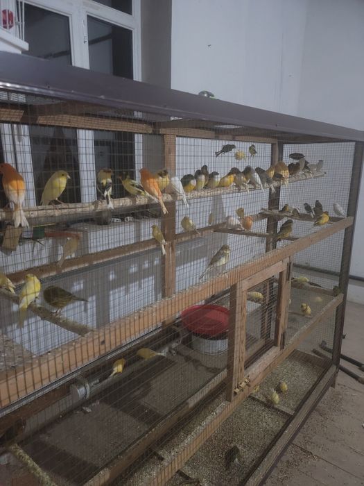 Kanareyka sotiladi 200 000 dan 400 000 gacha har hil turidan bor