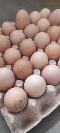 Домашни яйца от пасищни кокошки