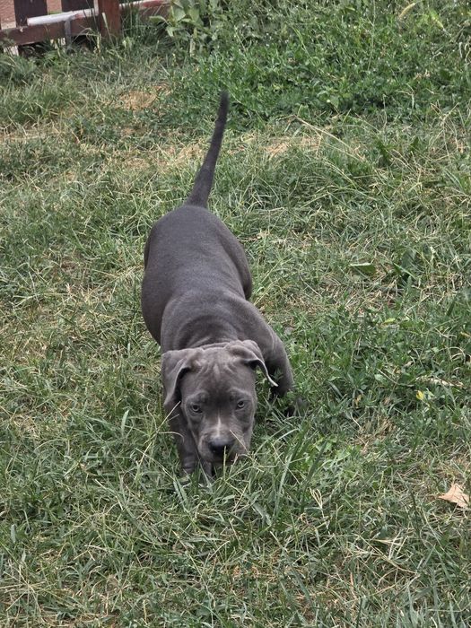 American Bully Pocket – 3 luni jumate, Bloodline de Top