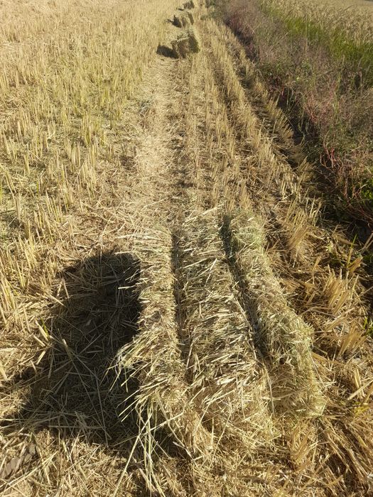 Somon preslar bor otizdo duripdi