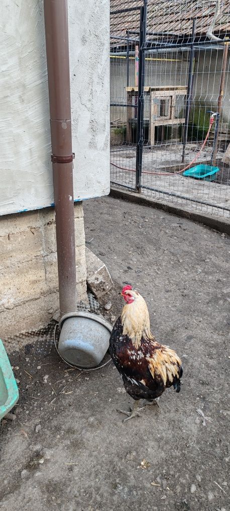 Vând oua proaspete de găini de rasa Araucana pentru  incubat