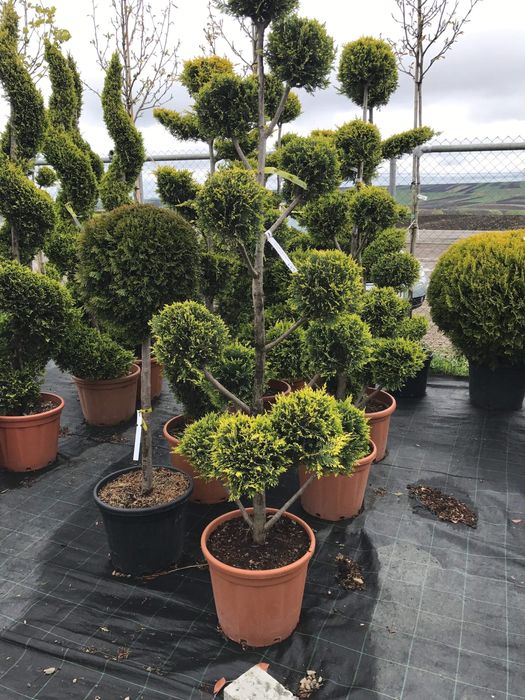 Pomi -Fructeferi,Arbuști,și plante de ornament.