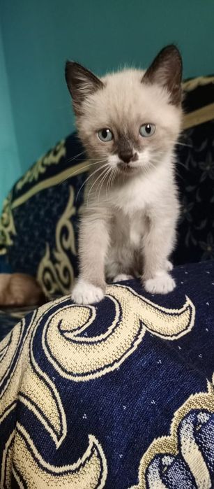 Котят бесплатно и сфинкс