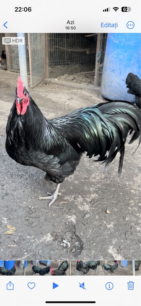 Vand cocosi Australorp 2023