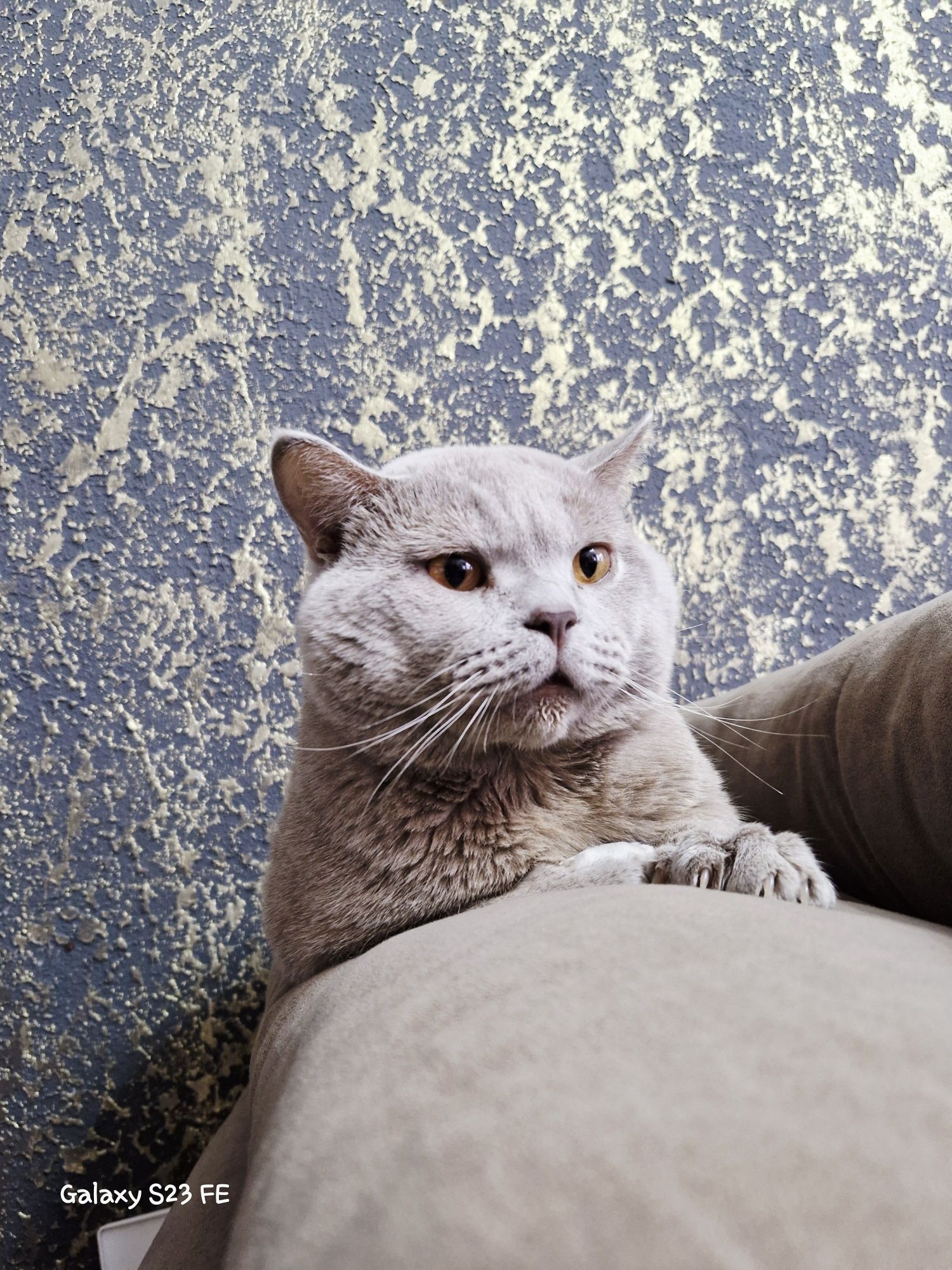 Британский кот ищет подружку