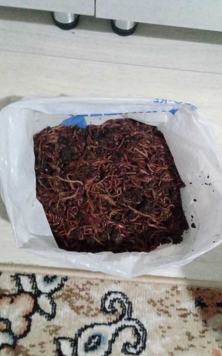 Рыбаловные черви количество червей очень большое