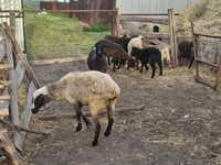 Продам овец с ягнятами 3 месячные