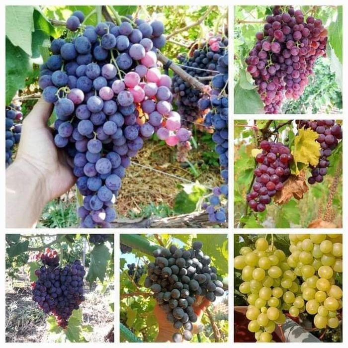 Vând butasi de vită de vie Roșca delevar căpșunica tamhiosa Izabela la