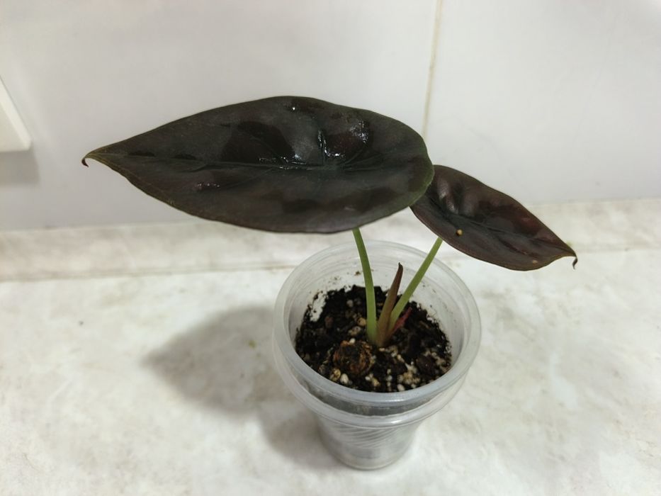 Продаются алоказии Ред Сикред, Мело