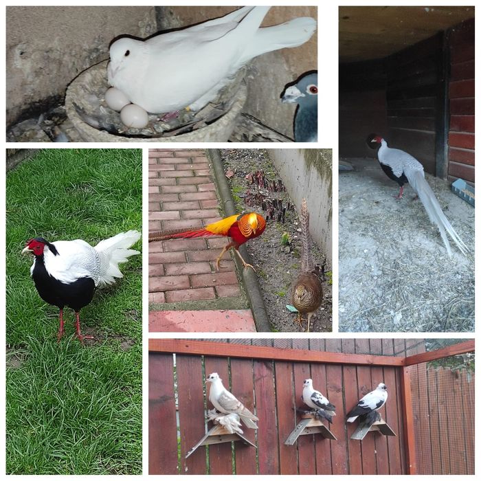 Cazare Calimanesti Caciulata Oaza de relaxare in centru gratar foisor