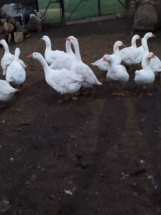 Rate leșești și gâște românești