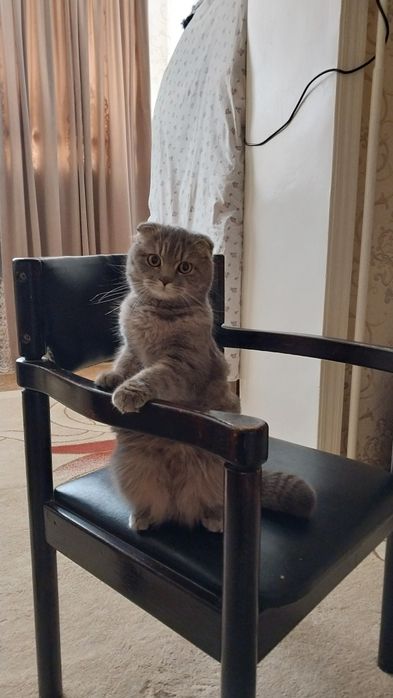 Скотиш фолд кошки