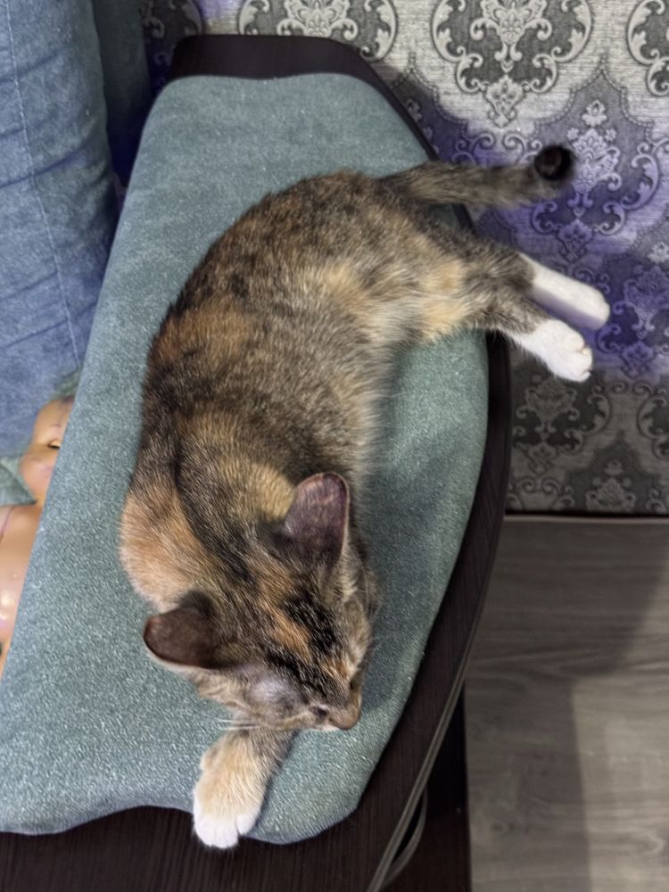 кошка мышелов  бесплатно