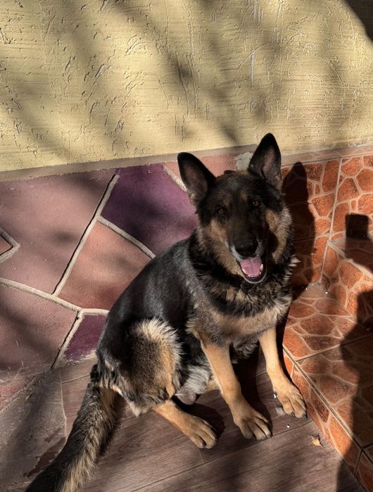 Отдам в хорошие руки