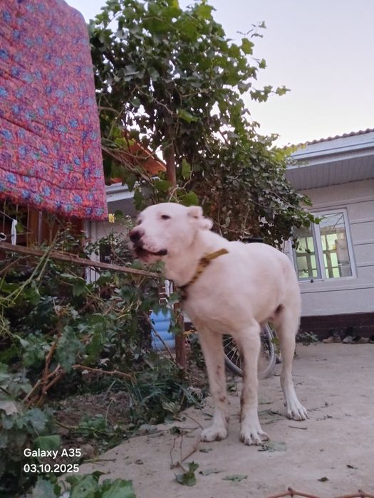 Алабаи Турбатски