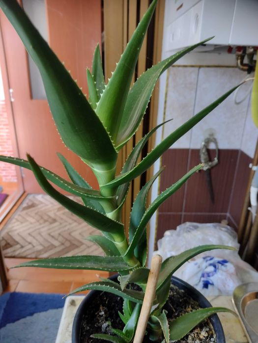 Vând  planta in ghiveci Aloe Vera