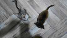 Котята бесплатно