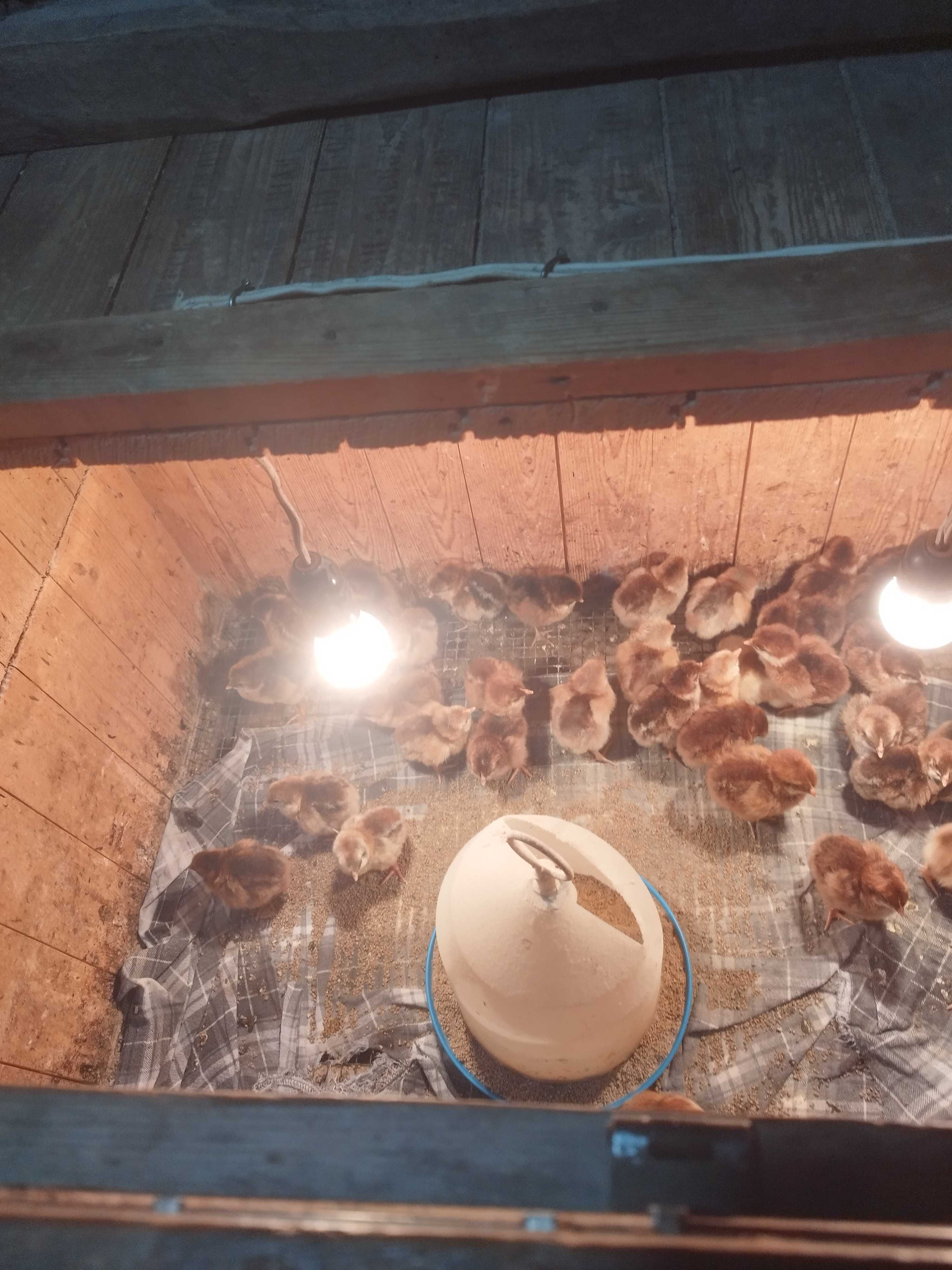 Оплодени яйца от катунски кокошки