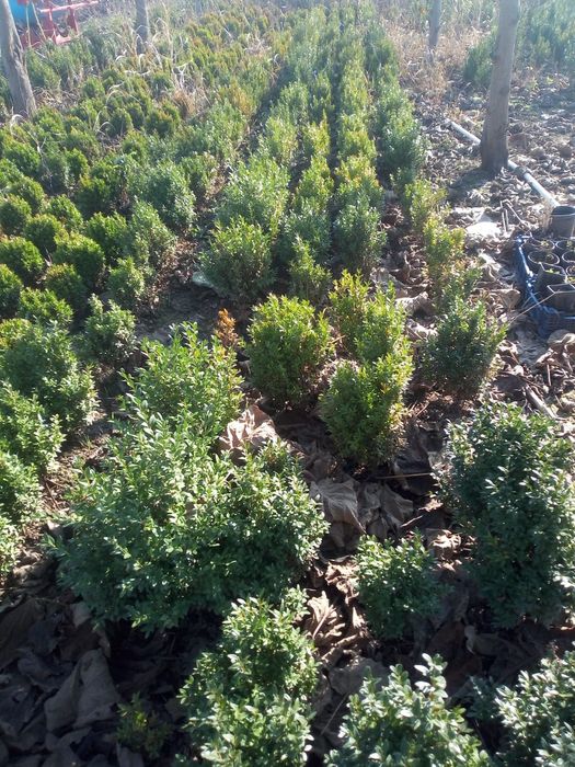 Buxus pentru gard viu și solitari.