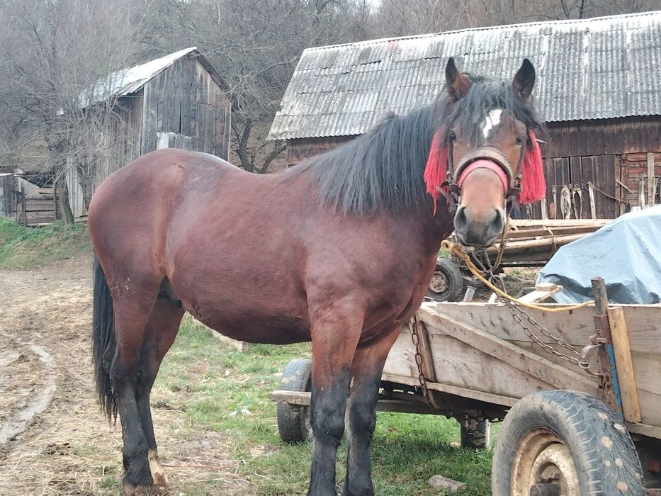Vând mânz de un an jumate!