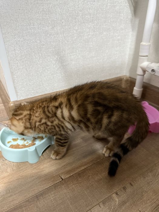 Продается бенгальский котенок