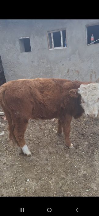 Еркек баспақ сатылады