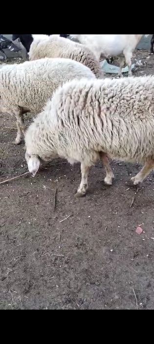 Berbec dau la schimb